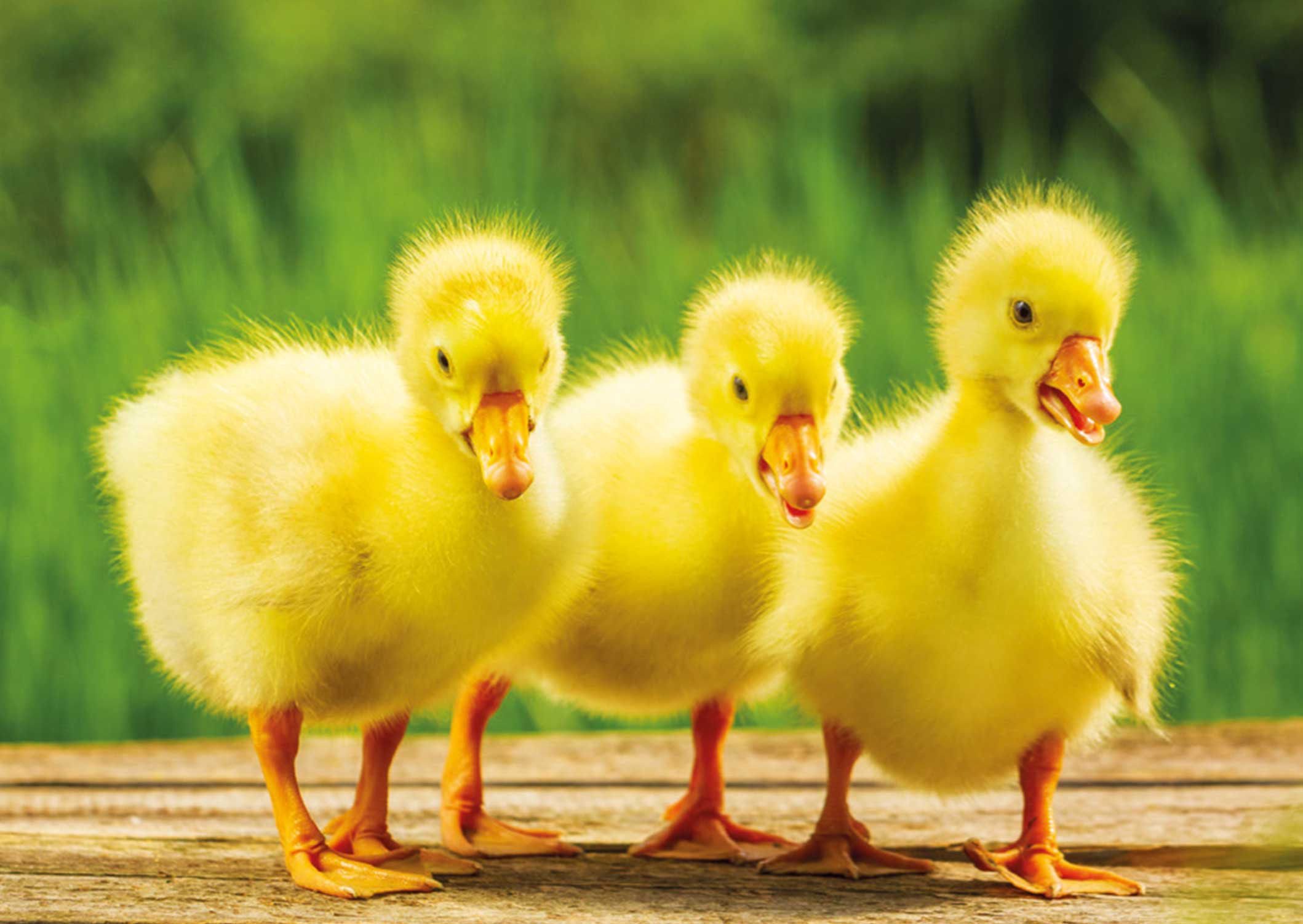 OOeT_HM2-23_Karte-A6_148x105mm_4c